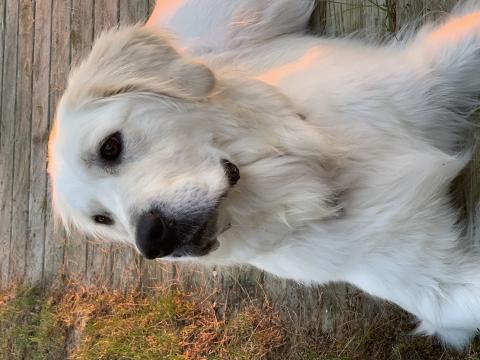 golden retriever dog