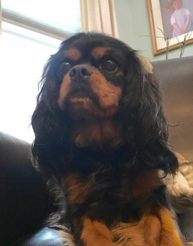 Cavalier King Charles Spaniel dog