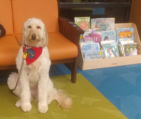 Golden Doodle dog with books
