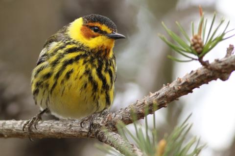 Cape May bird on stick