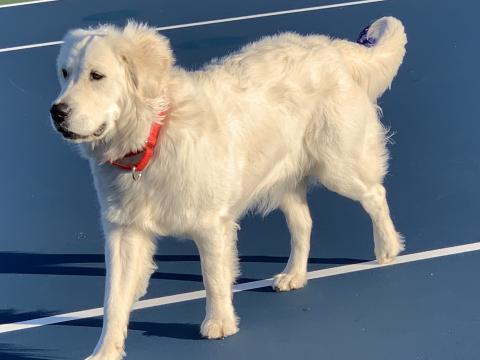 golden retriever dog