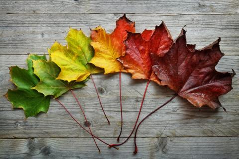 a display of maple leaves on the ground ranging in color from green to red.