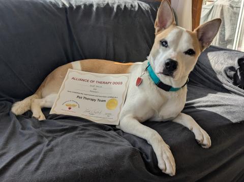 Husky dog with therapy dog certificate