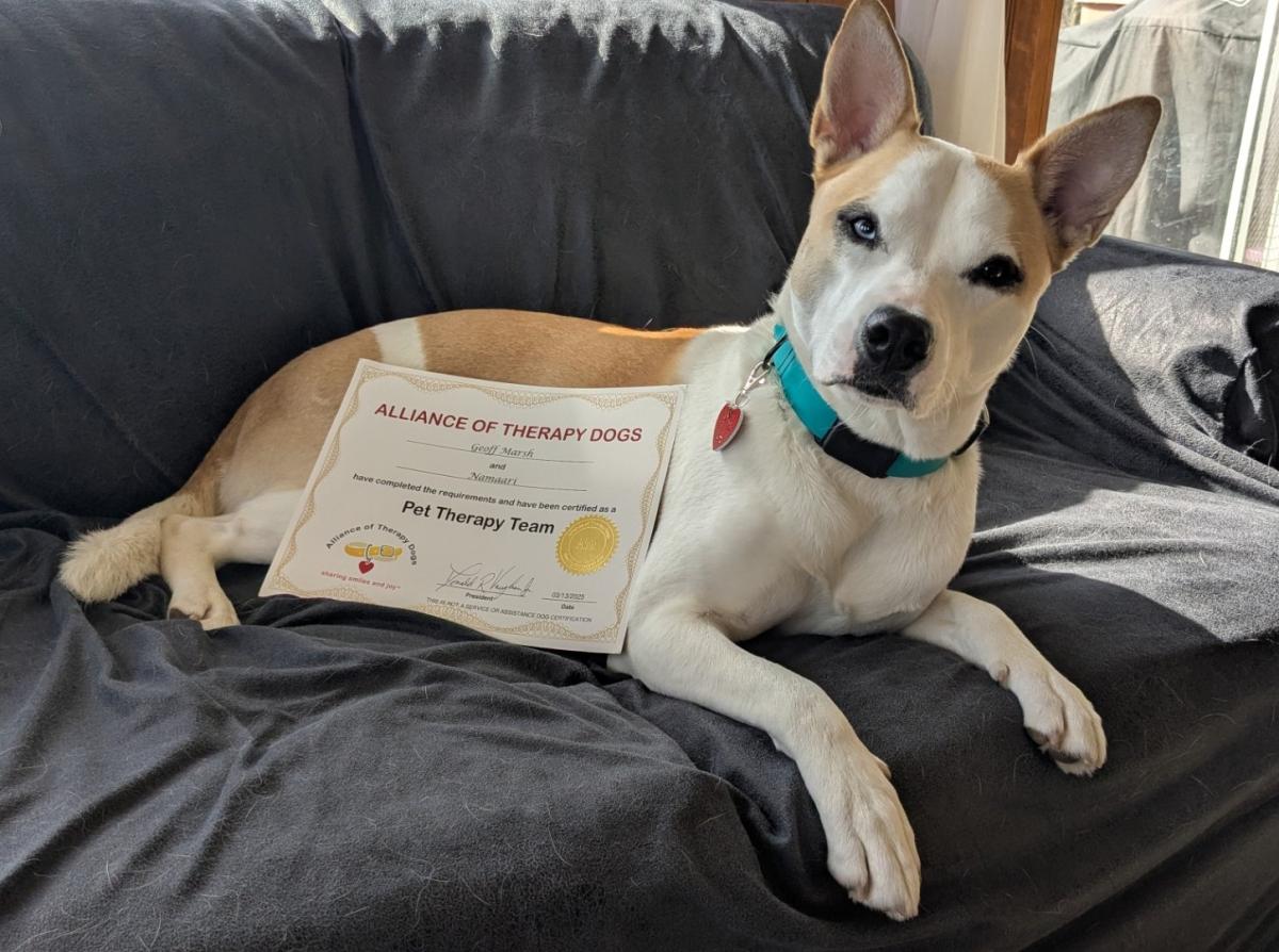 Husky dog with therapy dog certificate